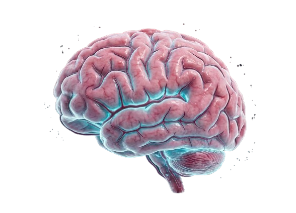 Cerveau